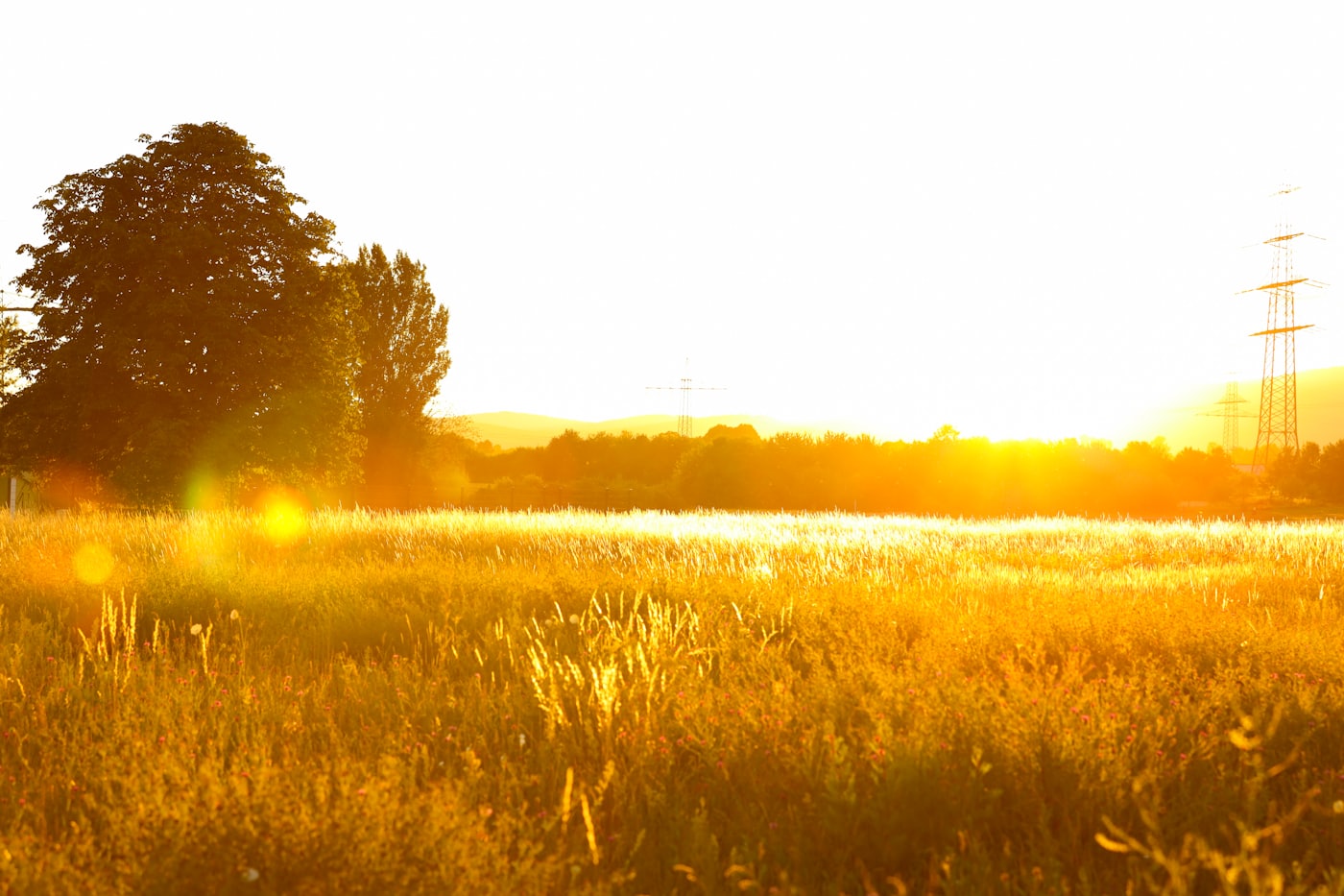 Golden hour sunlight over a grassy field