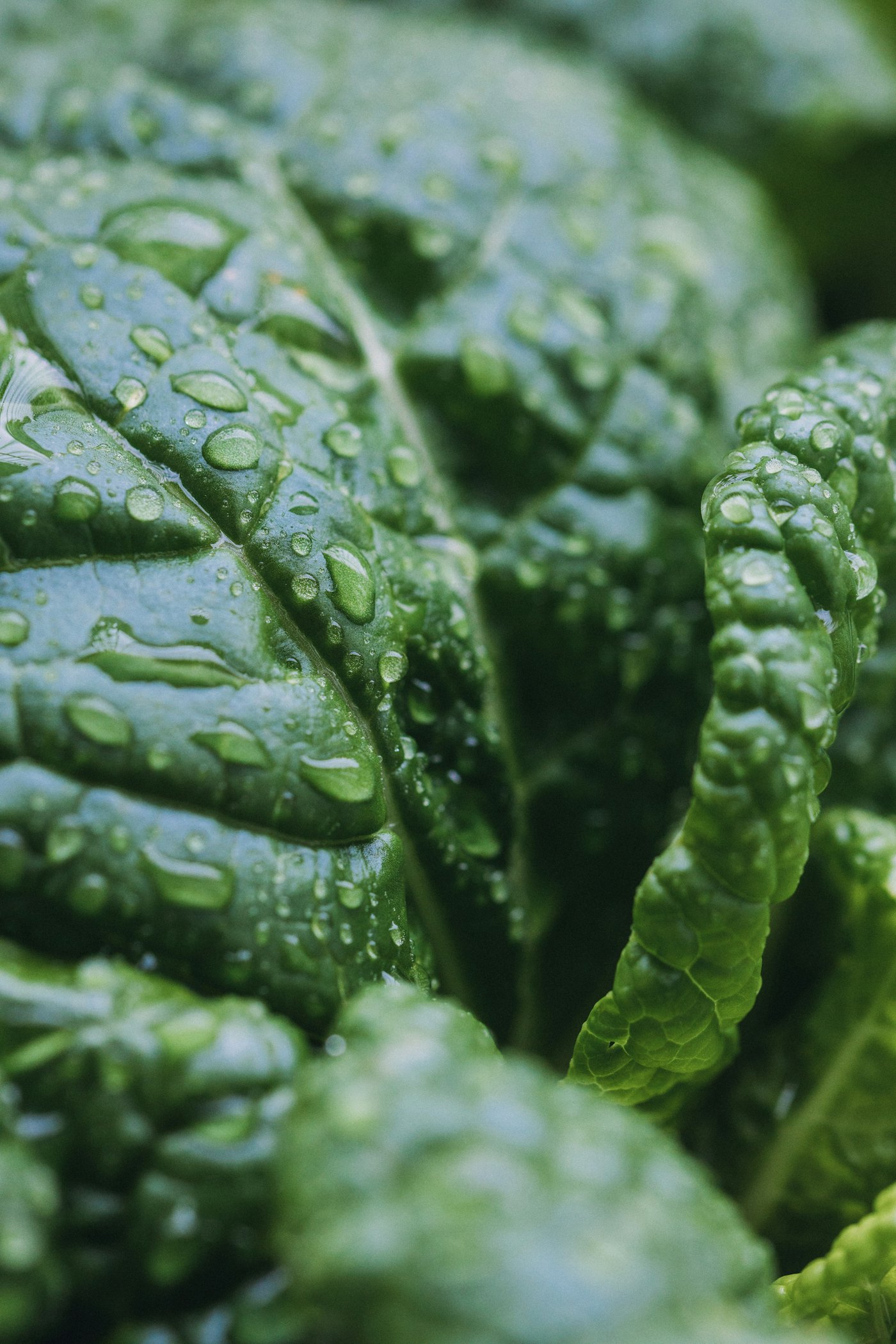 Close-up of fresh leafy greens