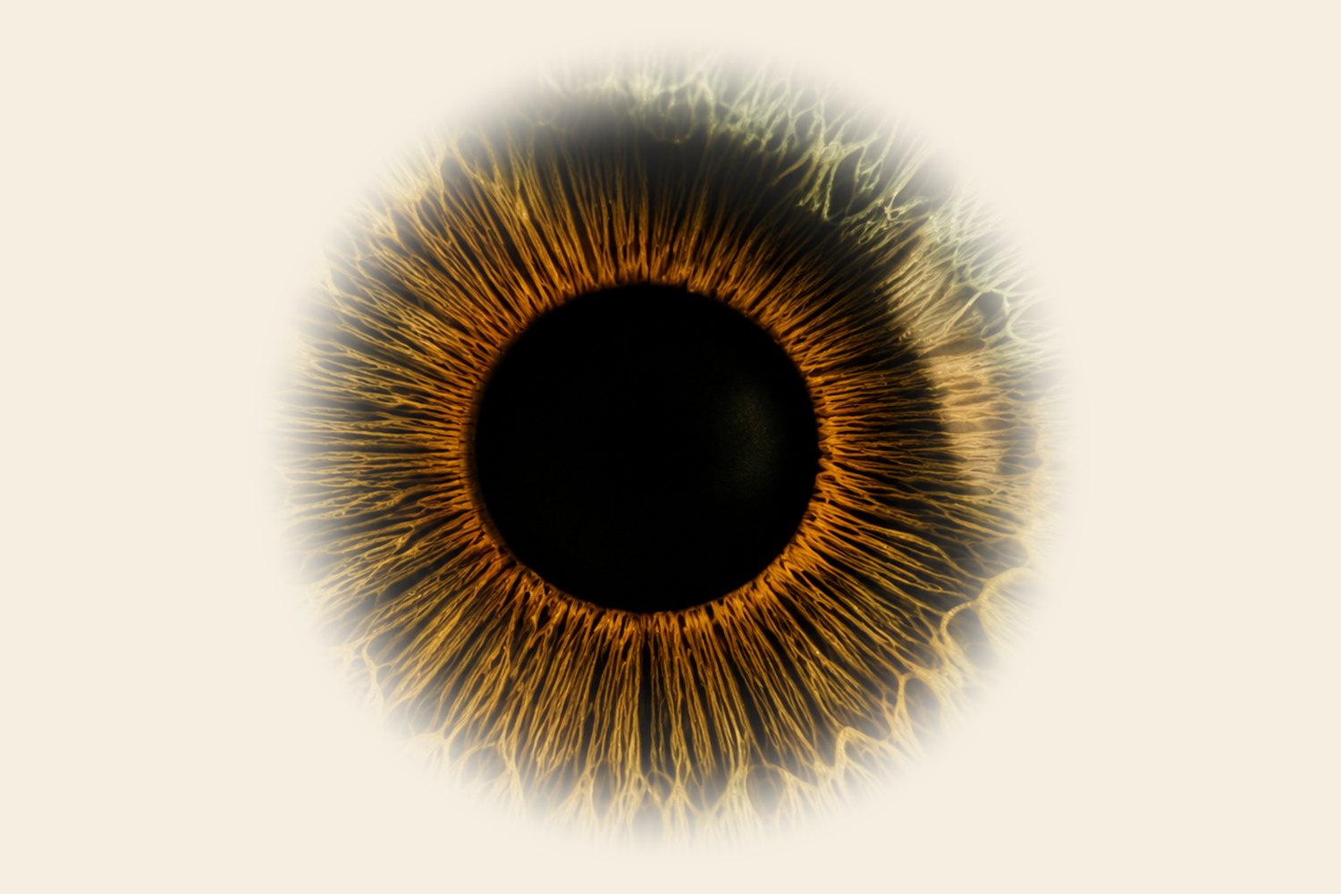 Macro photograph of a human iris, showing the fibre patterns iridology reads